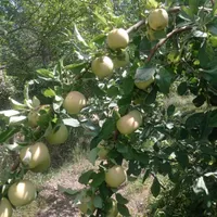 خریدار و اجاره سیب گلاب|خدمات باغبانی و درختکاری|خرمدره, |دیوار