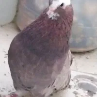 کبوتر