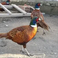 پرندگان زینتی با فرآورده های پر خواص|حیوانات مزرعه|مشهد, سجاد شهر|دیوار