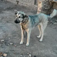 واگذاری توله سگ پژدر