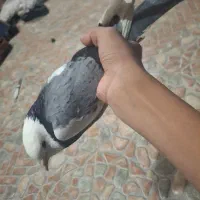 کبوتر بلند  و. شازده سینی