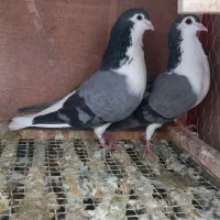 یک جفت کفتر دمگیر