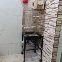 قفس و پایه و لونه|لوازم جانبی حیوانات|قدس, شهرقدس|دیوار