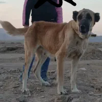 سگ ماده خراسانی|سگ|فشاپویه, |دیوار