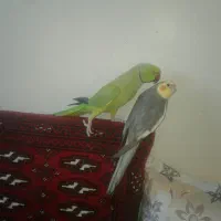 عروس هلندی سخنگونر|پرنده|فردوس (خراسان), |دیوار