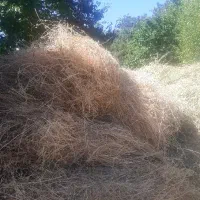 یونجه درجه یک به قیمت تعاونی