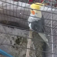 جفت عروس