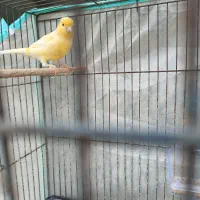 قناری پرتقالی