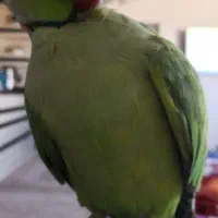 سهره قناری اهوازی. خرما