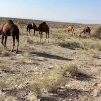 20نفر شتر|حیوانات مزرعه|سیرجان, |دیوار