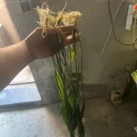 گیاه کریپتون