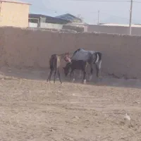 مادیان وکری|اسب و تجهیزات اسب‌سواری|خمینی‌شهر, |دیوار