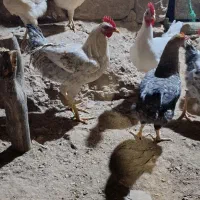 خروس محلی اصل بدون حتی دارو یا واکسن|حیوانات مزرعه|دوگنبدان, |دیوار