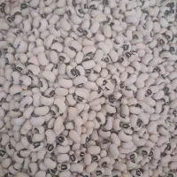 لوبیا آشی محلی(چشم بلبلی) درجه یک و زودپز