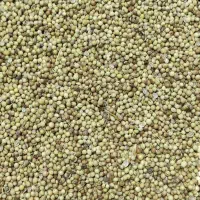 خریدار گشنیز