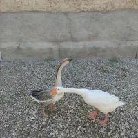 قوغاز