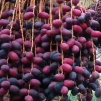 اجاره-120درخت-خرما