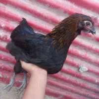 مرغ و خروس و غاز|حیوانات مزرعه|چهارباغ, |دیوار
