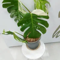 برگ انجیری ابلق