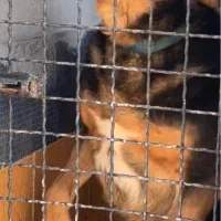 سگ ژرمن دوبرمن آدم گ ی ر نگهبان سفت