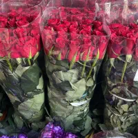 گل رز هلندی بازارقیمت عمده مدارس ادارات آنلاین شاپ|گل و گیاه طبیعی|تهران, بازار|دیوار