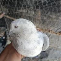کبوتر بهبهانی دمی، پا لخت
