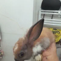 خرگوش
