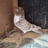 کبوتر همه چیز تموم .|پرنده|رشت, رشتیان|دیوار