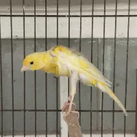 قناری|پرنده|شیراز, تندگویان|دیوار