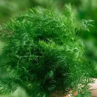 شوید و اسفناج درجه ۱ساقه کوتاه در محل کیلو ۴۵