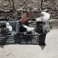 ساده|پرنده|تالش, هشتپر|دیوار
