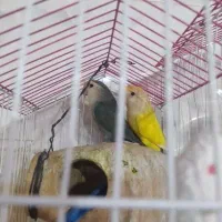 کوتوله برزیلی معاوضه با عروس هلندی