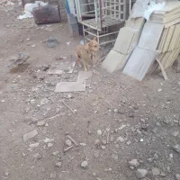 در امیدیه|سگ|امیدیه, |دیوار