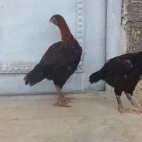 جوجه لاری ۲ماهه