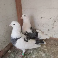 نروماده تکه پاره