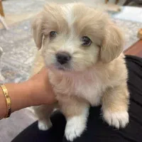 فروش سگ|سگ|شاهین‌شهر, دکتر حسابی|دیوار