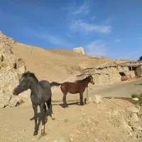 مادیان با کره