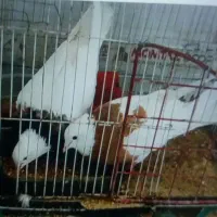 کفتر طوقی جفت با جوجه فروشی