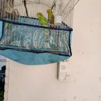 یک جفت مرغ عشق