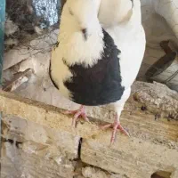 ۳تا کفتر غریب گیری|حیوانات|کرج, کیانمهر|دیوار