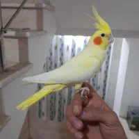 زنجان طوطی|پرنده|زنجان, |دیوار