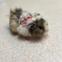 خوکچه هندی ناز و دستی