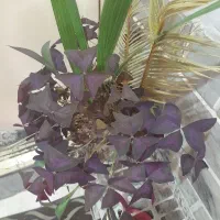 تعدادی گل هر کدام ۱۵۰