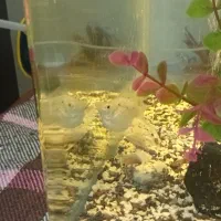 آکواریم شیشه خم با وسایل|ماهی|کرمان, |دیوار