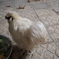 خروس|حیوانات مزرعه|الوند, |دیوار