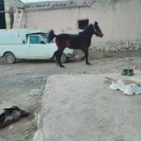 کره‌مادیان‌کرد