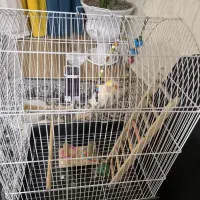 یک جوجه عروس هلندی با قفس و وسایل بازی