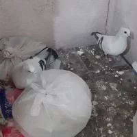 شامی کاکلی برفی چشم سورمه با جوجه.شامی بی کاکل