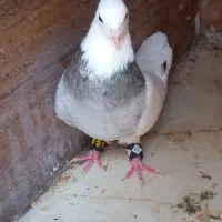 کبوتر گمشده