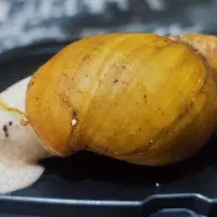 حلزون آچاتینا|خزنده|تهران, بریانک|دیوار